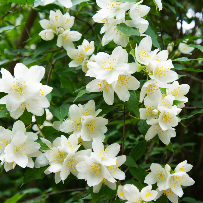 Jasmin - Philadelphus Manteau DHermine 3L
