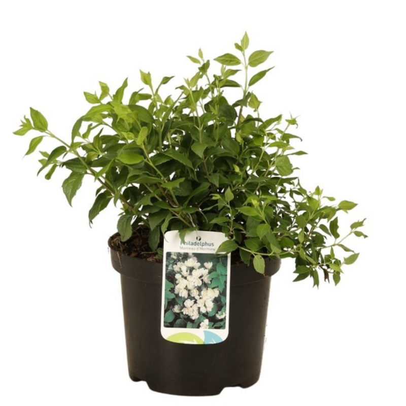 Jasmin - Philadelphus Manteau DHermine 3L