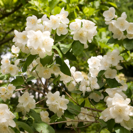 Jasmin - Philadelphus Coronarius 3L