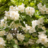 Jasmin - Philadelphus Coronarius 3L