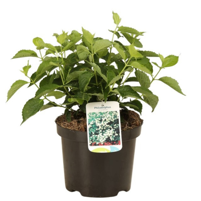 Jasmin - Philadelphus Coronarius 3L