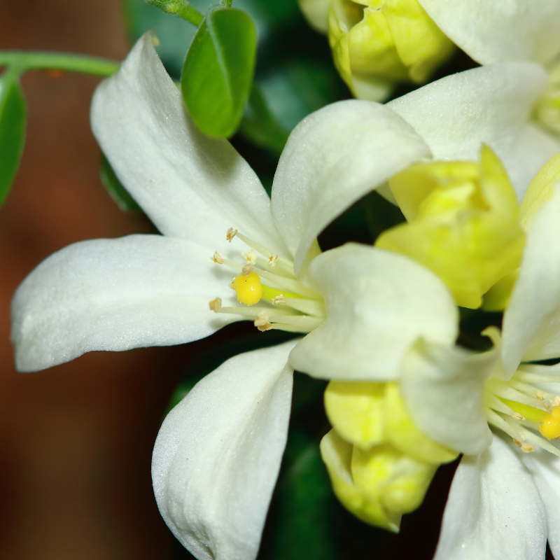 Jasmin - Philadelphus Lemoinei 3L