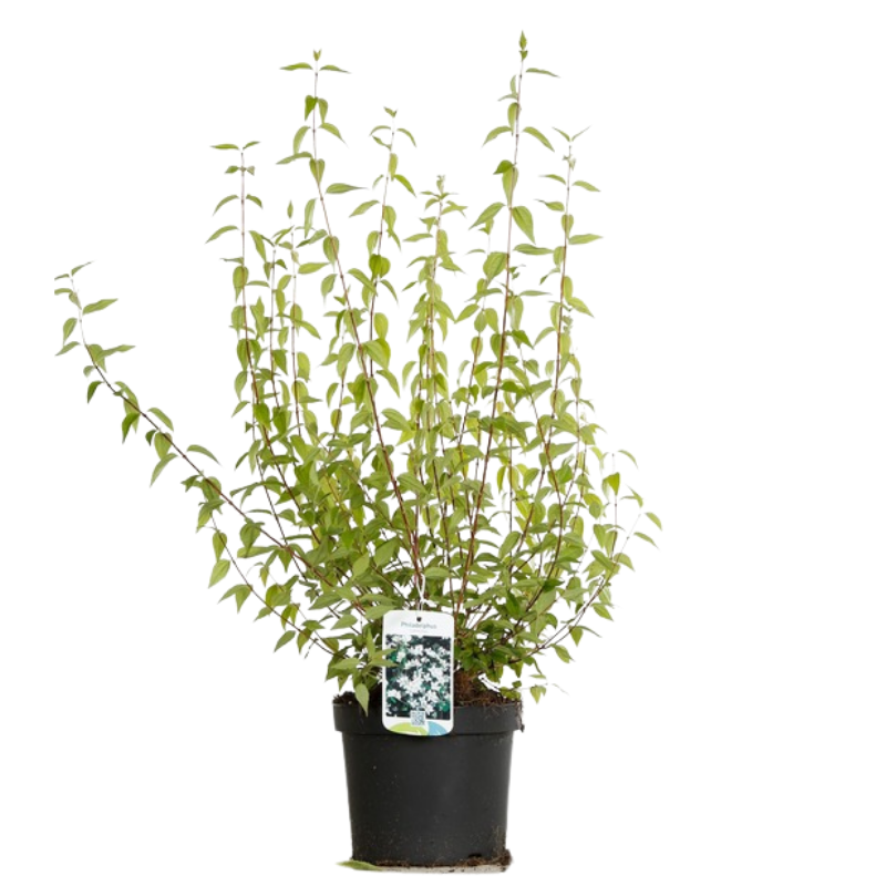 Jasmin - Philadelphus Lemoinei 3L