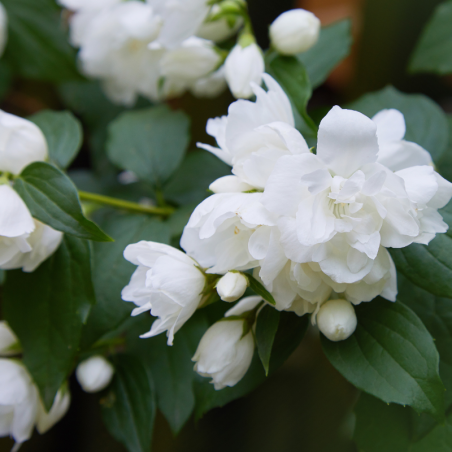 Jasmin - Philadelphus Virginal 3L