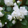 Jasmin - Philadelphus Virginal 3L