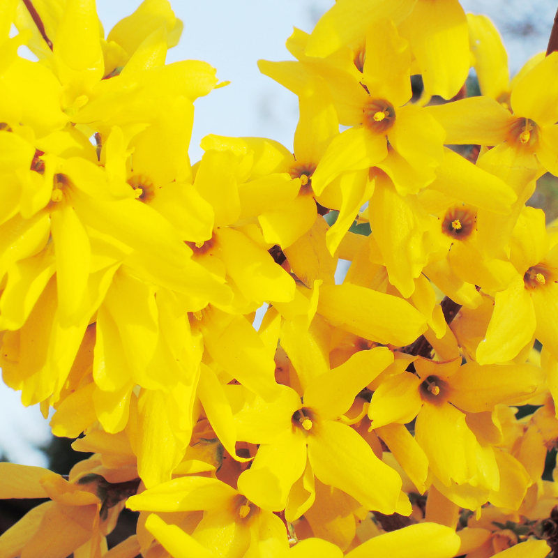 Mimosa - Forsythia Lynwood 3L