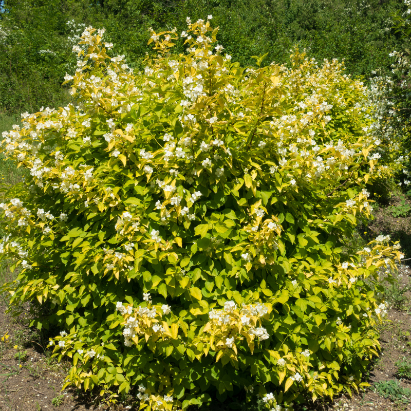 Jasmin - Philadelphus Coronarius Aureus 3L