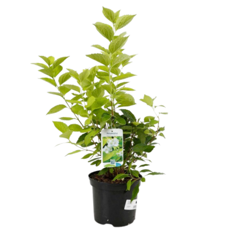 Jasmin - Philadelphus Coronarius Aureus 3L