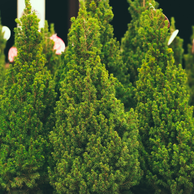 Sapin de Noel Nordman en pot 80cm