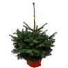 Sapin de Noel Nordman en pot 80cm