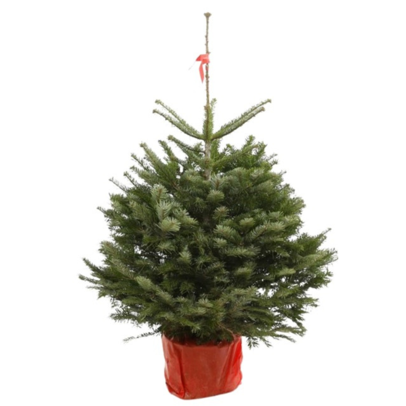 Sapin de Noel Nordman coupé 100cm