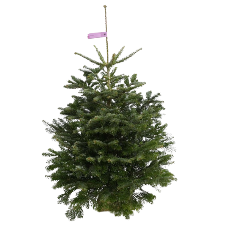 Sapin de Noel Nordman coupé 125cm
