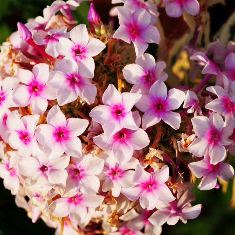 Phlox paniculata Amethyst - Godet de 9 cm