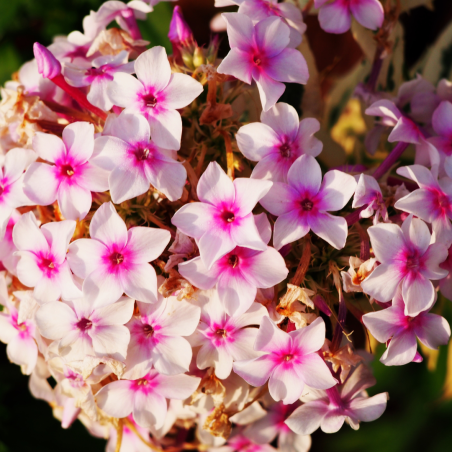 Phlox paniculata Amethyst - Godet de 9 cm