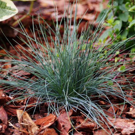 Fétuque bleue - Festuca Intense Blue - Godet de 9 cm