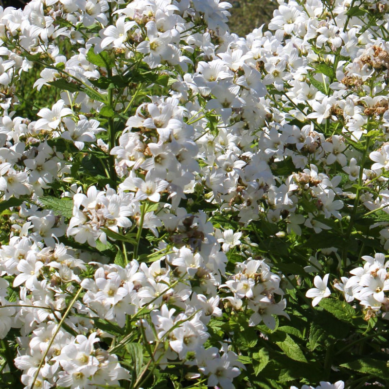 Phlox paniculata David - Godet de 9 cm