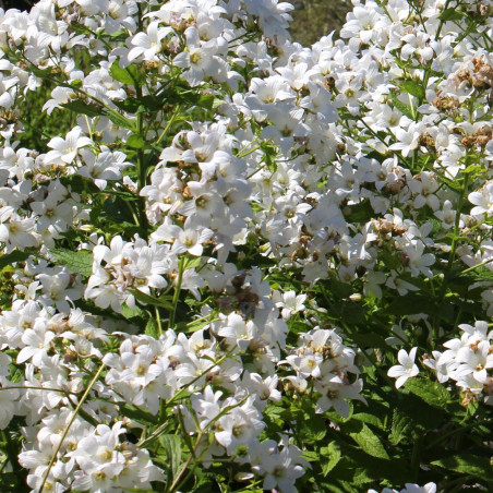 Phlox paniculata David - Godet de 9 cm