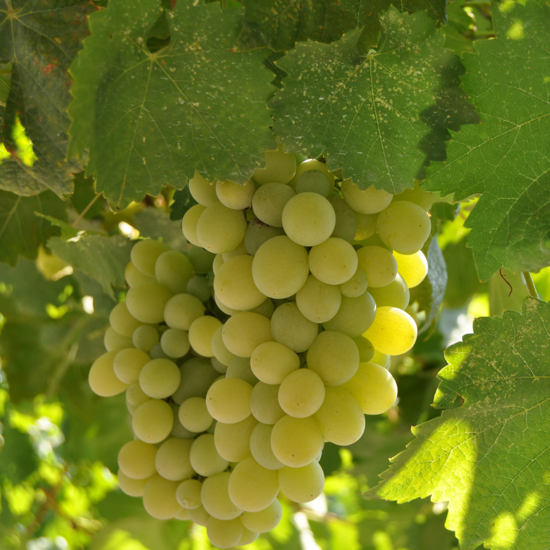 Pied de vigne chasselas dore (vitis vinifera) Raisin blanc Pot 3l