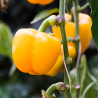 Plant Poivron jaune tenor motte 7cm