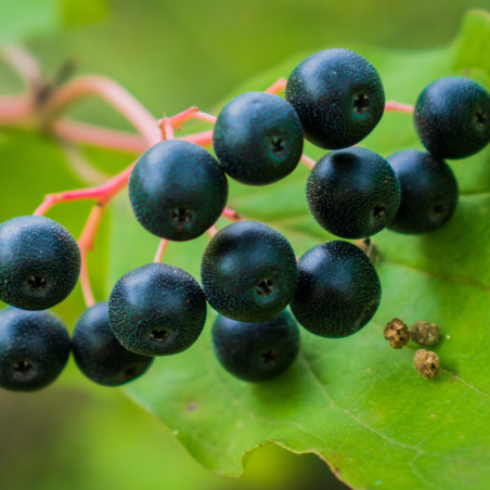 Plant Cassissier TITANIA NIGRUM Pot 3L