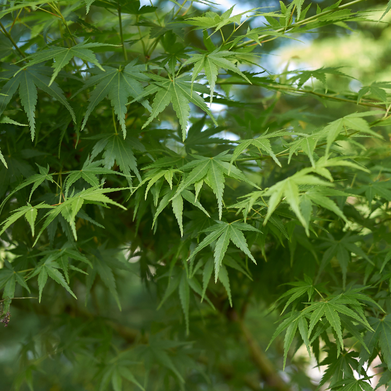 Érable palmé vert - Acer palmatum vert 40cm
