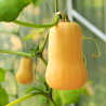 Plant Courge Butternut Sibelle en pot
