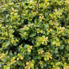 Houx crenata dark green - Ilex crenata dark green 40/50cm Pot 3L