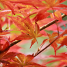 Acer palmatum cascade gold