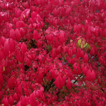 Fusain ailé - Euonymus alatus 40cm