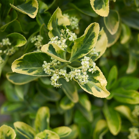 Fusain du Japon Aureus - Euonymus japonicus aureus 30cm
