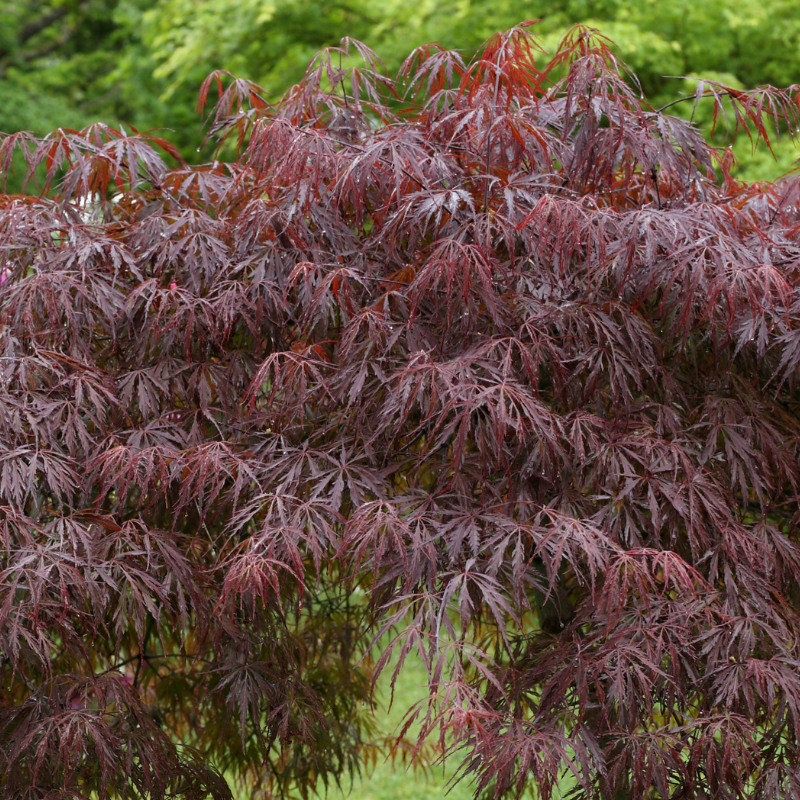 Érable du Japon Inaba-Shidare - Acer palmatum inaba-shidare 40cm