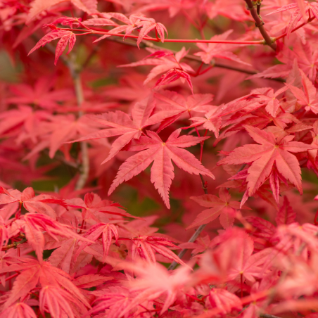 Érable palmé Osakazuki - Acer palmatum osakazuki 40cm