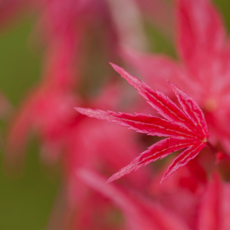 Érable palmé Shirazz - Acer palmatum shirazz 40cm