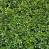 Houx crenata green hedge - Ilex crenata green hedge 60cm