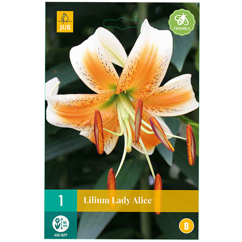 1 bulbe lys Lady Alice