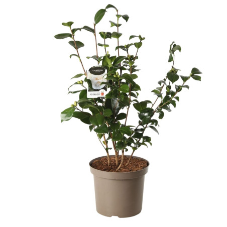 Camélia du Japon Blanc - Camellia japonica 80/100cm Pot 10L