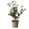 Camélia du Japon Blanc - Camellia japonica 80/100cm Pot 10L