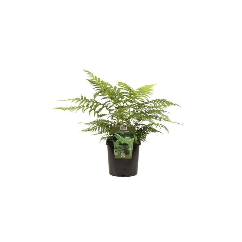 Fougère arborescente de Tasmanie - Dicksonia antarctica en pot de 2L