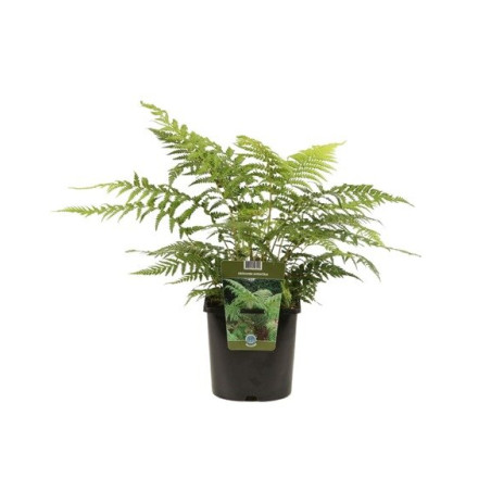 Fougère arborescente de Tasmanie - Dicksonia antarctica en pot de 2L