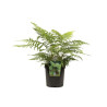 Fougère arborescente de Tasmanie - Dicksonia antarctica en pot de 2L