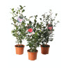 Camélia du Japon - Camellia japonica 60/80cm