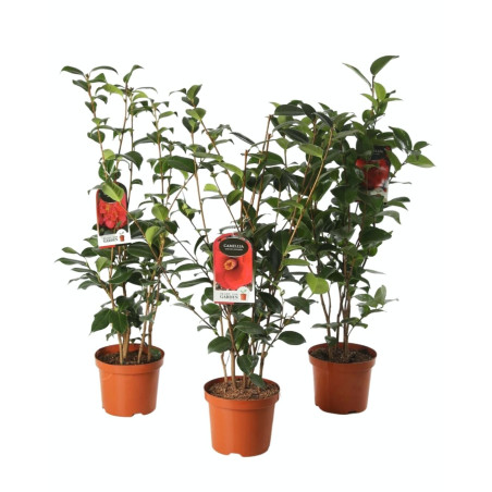 Camélia du Japon - Camellia japonica 60/80cm