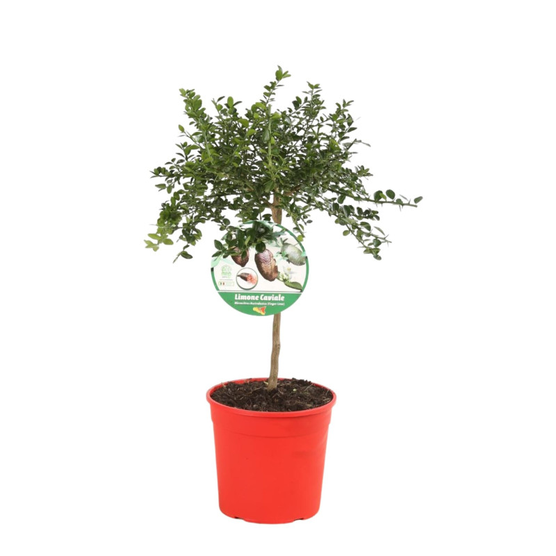 Citron caviar - Microcitrus australasica ‘Lime Caviar’ en pot de 19cm