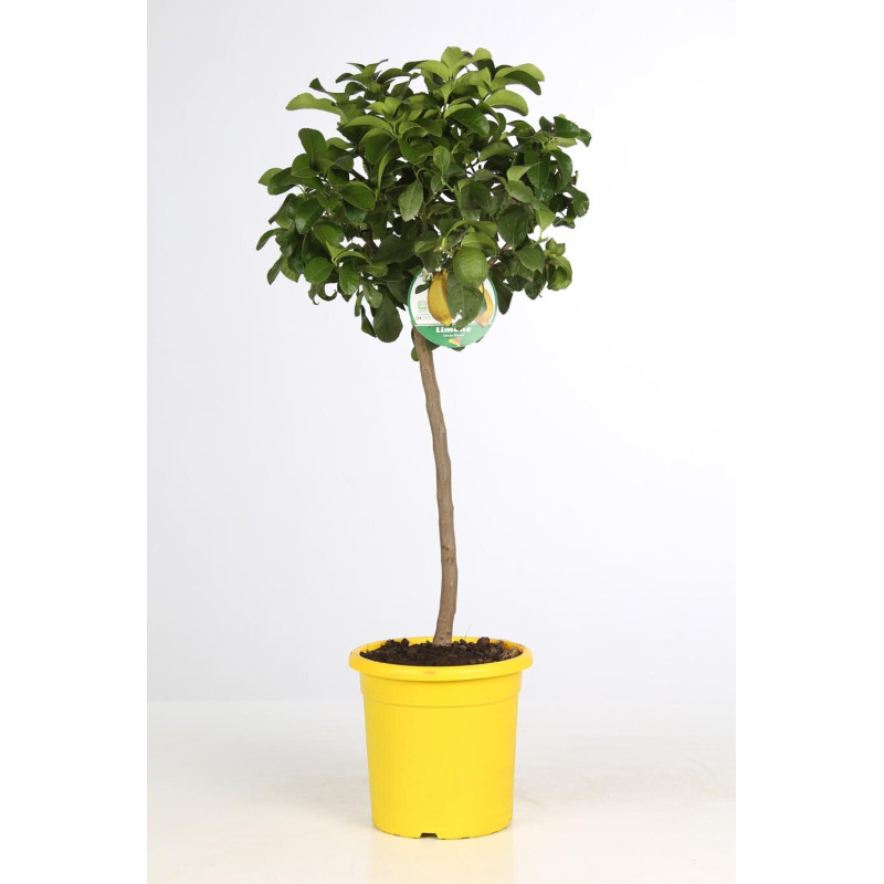 Citronnier ‘4 Saisons’ - Citrus ‘4 Saisons’ 115/125cm
