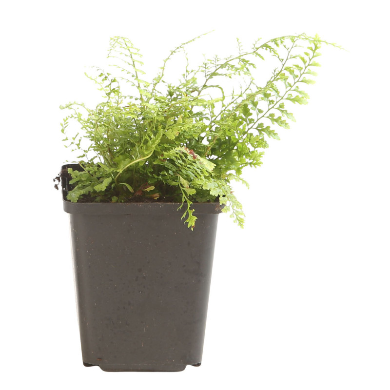 Fougère à peigne ‘Herrenhausen’ - Polystichum setiferum ‘Herrenhausen’ en pot de 9cm