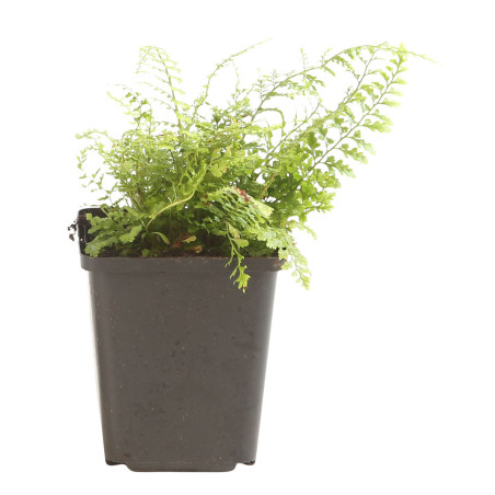 Fougère à peigne ‘Herrenhausen’ - Polystichum setiferum ‘Herrenhausen’ en pot de 9cm