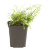 Fougère à peigne ‘Herrenhausen’ - Polystichum setiferum ‘Herrenhausen’ en pot de 9cm