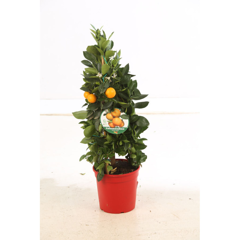 Oranger calamondin - Citrus mitis ‘Calamondin’ pyramide en pot de 22cm