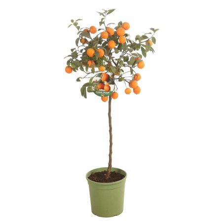 Oranger ‘Limon Rouge’ - Citrus mitis ‘Limon Rouge’ 115/125cm