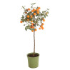 Oranger ‘Limon Rouge’ - Citrus mitis ‘Limon Rouge’ 115/125cm